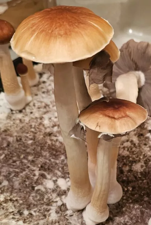 Three Jedi Mind F*ck spores with thick stems on speckled counter; brown glossy caps, one revealing gills.