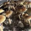 Close-up of Acadian Coast Spores mushrooms: brown caps with visible gills and slender stems in fine soil medium.