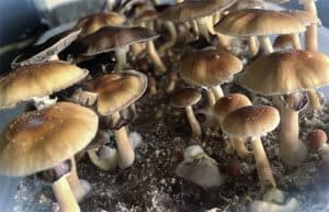 Close-up of Acadian Coast Spores mushrooms: brown caps with visible gills and slender stems in fine soil medium.