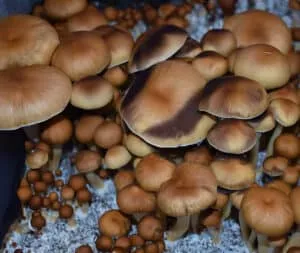 Ajax Cubensis Spores yield mushrooms with thin stems and domed caps, displaying light to dark brown hues.