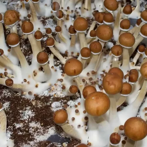 Close-up of B+ Spores mushrooms: brown caps, white stems, with mycelium and dew on an earthy base.