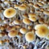 Blue Meanie Spores