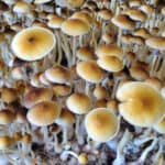 Blue Meanie Spores