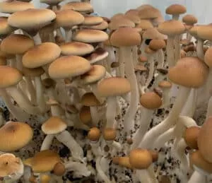 Cluster of Burma mushrooms: golden-brown caps with darker edges, atop tall, thin white stems at various stages.