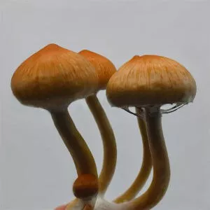 Close-up of three Costa Rica Spores with smooth, light brown caps and pale stems; a small mushroom appears at the base.