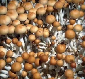 Close-up of clustered Ecuador Mushroom Spores: small brown caps, white stems in a textured, earthy display.