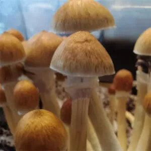 Close-up of Golden Mammoth spores: tan, white-domed caps clustered, highlighting textured fungi against a blurred backdrop.