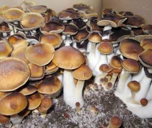 Cluster of Koh Samui SS mushrooms: brown/beige caps, white stems on dark substrate; varied sizes, layered layout.