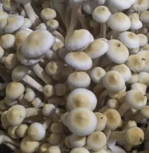 Dense cluster of Leucistic Golden Teachers: pale caps with brown centers, long thin stems, rich organic texture.