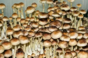 Dense Lizard King Spores mushrooms with small brown caps and slender stems cluster in a cultivated setting.
