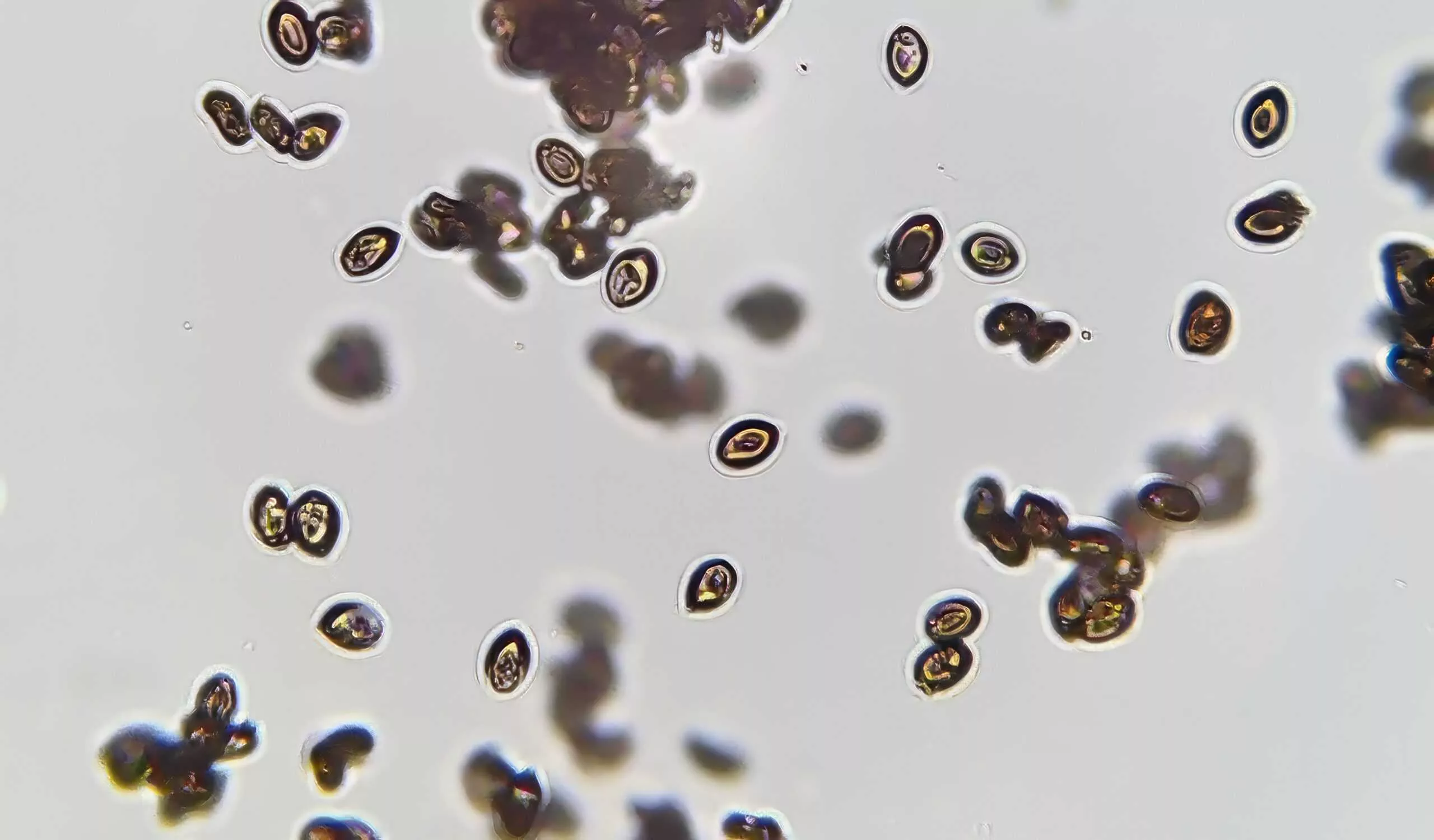 Lizard King Mushroom Spores Order Online PNW Spore, Co.