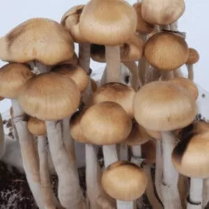 Close-up of Mazatapec mushrooms: smooth caps, pale stems, clustered; golden brown hues on neutral backdrop.