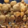 McKennaii Mushroom Spores