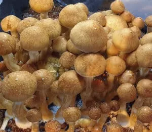 Cluster of McKennaii mushrooms with rounded brown caps, thick stems, white specks, and mycelium at the base.