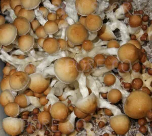 Penis Envy 6 fungi: Clusters of light brown caps on white stems, varying in size, against a dark backdrop.