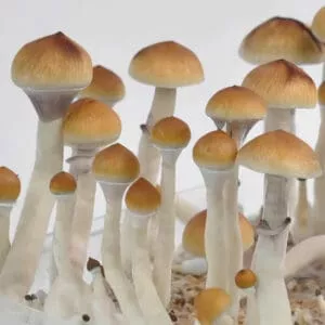 Cluster of PES Amazonian mushrooms with beige caps, white stems; growing together on a plain white backdrop.