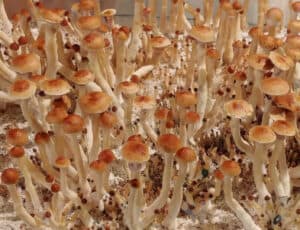 Dense clusters of PES Hawaiian mushrooms on white substrate; brown caps, cream stems, varying height and size.