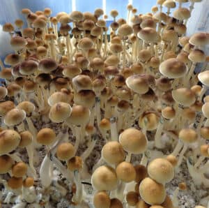 Clusters of Purple Mystic mushrooms with light brown caps and white stems on textured surface, brightly lit.