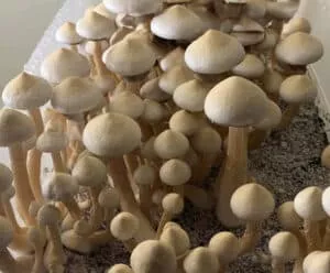 Rusty Whyte Spores: Dense cluster in gray substrate, with varying cap sizes and slender stems forming layers.