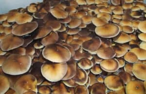 Dense cluster of Thai Pink Buffalo mushrooms, with smooth brown-tan caps, form a packed earthy pattern.