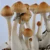 Treasure Coast mushrooms: light brown caps, white stems, various growth stages on substrate; blue backdrop.