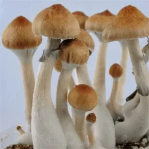 Treasure Coast mushrooms: light brown caps, white stems, various growth stages on substrate; blue backdrop.