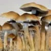 Z Strain Mushroom Spores