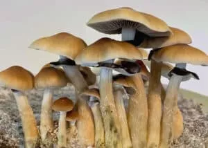 Cluster of Z Strain mushrooms: light caps, dark gills, on earthy surface; blurred neutral backdrop.