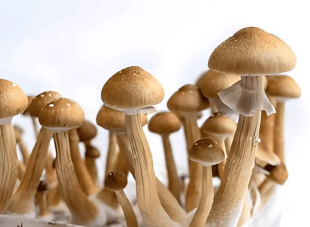 Where to Buy Mushroom Spores Online - Psychedelic Today Golden Teacher Spore Print: Research Quality | Top Places To Buy Mushroom Spores Online