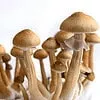 golden teacher spores kit