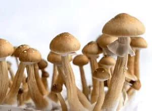 golden teacher spores kit