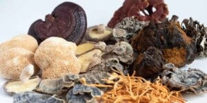 Reishi, lions mane, turkey tail, chaga, and cordyceps mushrooms displayed; varied shapes and textures visible.