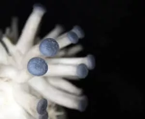 Close-up shows Blue Oyster mycelium with tubular structures, blue tips; distinct texture on dark backdrop.