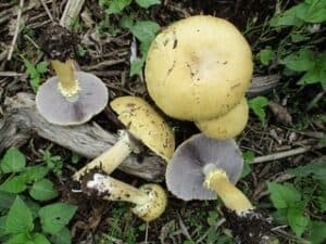 Golden Wine Cap Mushrooms with yellow caps and gills, partly soil-covered, nestled amid forest leaves and twigs.
