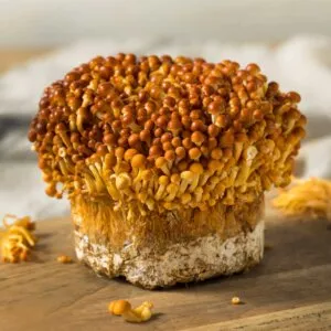 Golden Enoki culture: dense orange-brown mushrooms with small, rounded caps on wood; blurred backdrop suggests depth.