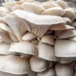Pearl Oyster Mushroom