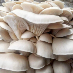 Close-up of Pearl Oyster Mushrooms: smooth caps, tight clusters, visible gills beneath; layered texture.