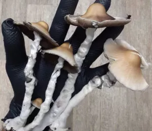 Gloved hand holding wavy-stemmed, white, long-stem mushrooms with light brown caps against a wooden backdrop.