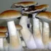 Cluster of tall African Transkei mushrooms with broad, brown caps and white stems on forest floor; blurred backdrop.