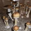 Hillbilly Spores: Mushrooms with tall white stems, brown bell caps, fringed edges, grow from speckled substrate.
