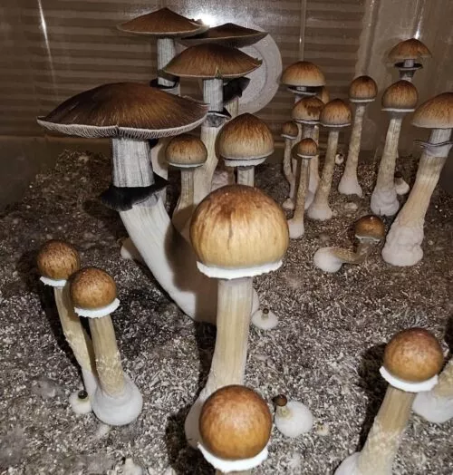 Hillbilly Spores: Mushrooms with tall white stems, brown bell caps, fringed edges, grow from speckled substrate.