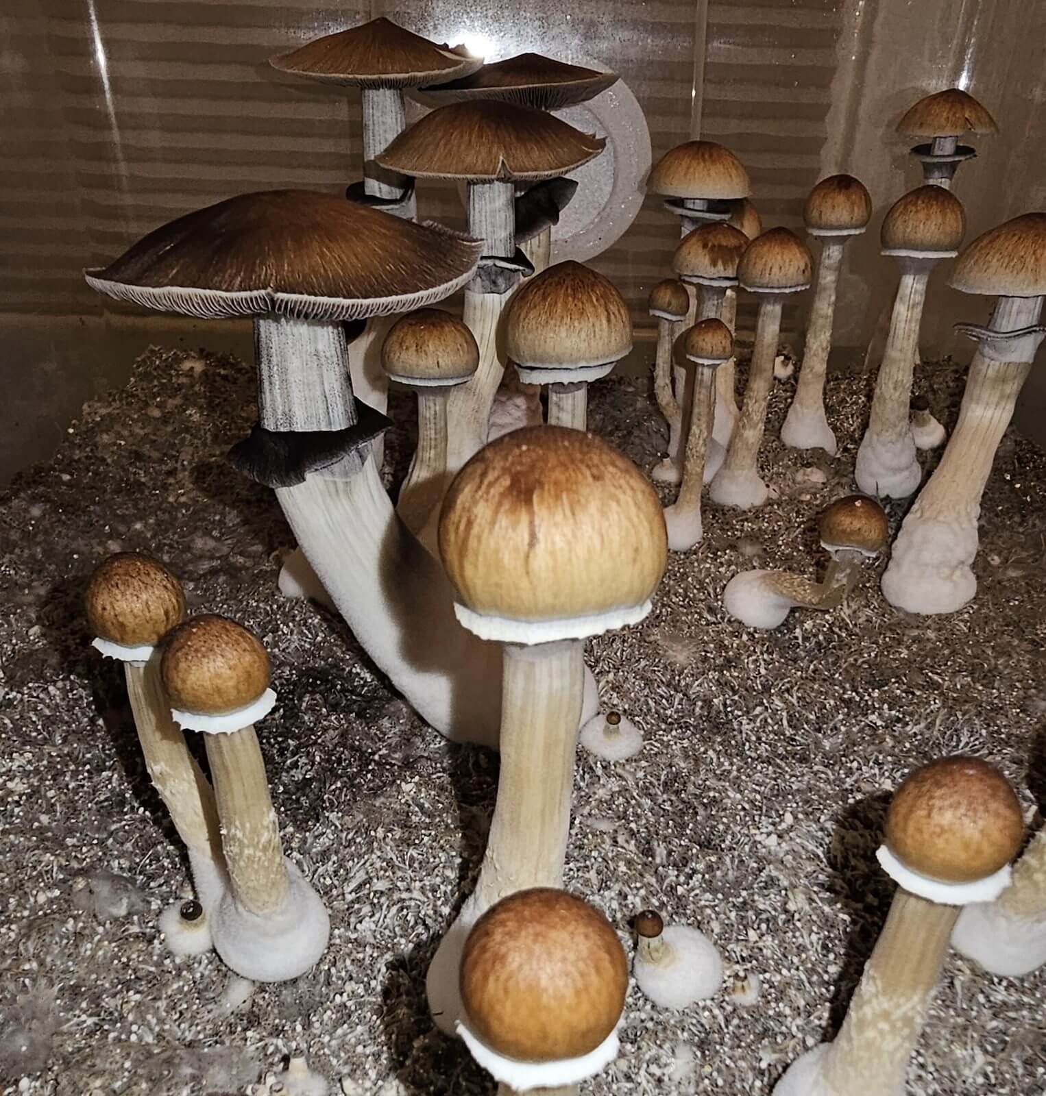 Hillbilly Spores: Mushrooms with tall white stems, brown bell caps, fringed edges, grow from speckled substrate.