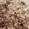 Natal SS Spores