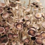 Natal SS Spores