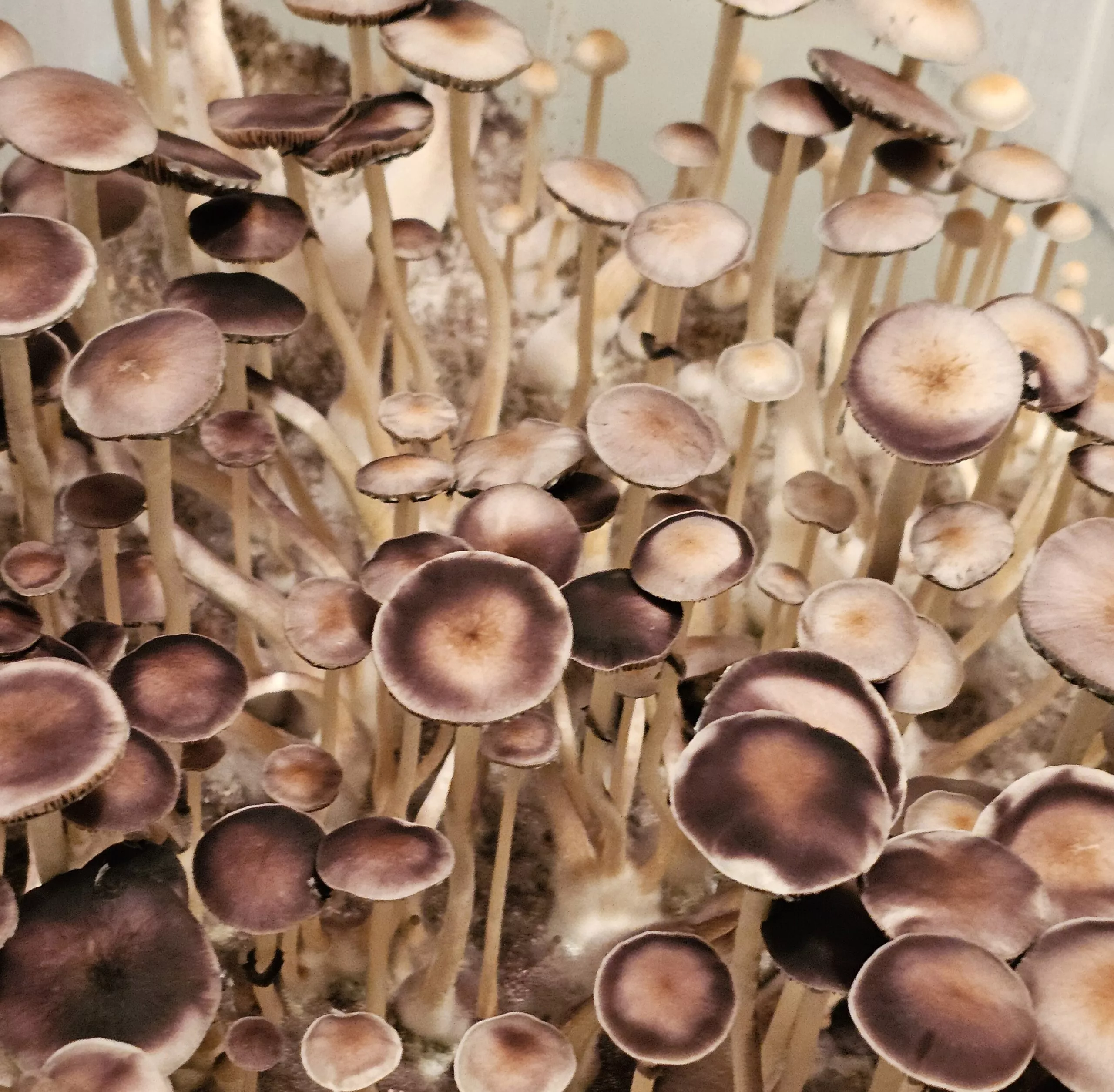 Natal SS Spores: Dense cluster of tall, slender mushrooms with white stems and brown caps in earthy tones.