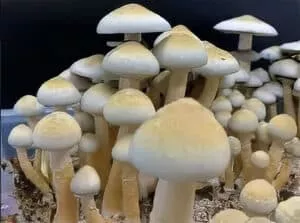 Cluster of A.P.E. Revert mushrooms: light brown caps, smooth and rounded; white stems; dark backdrop.