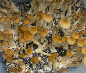Cubensis Spore Pack 4-Pack: Build Yours Here | PNW Spore