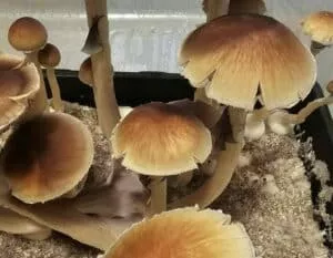 Close-up of Stargazer Spores mushrooms; wavy, cracked brown caps on slender stems in black pot, white substrate.