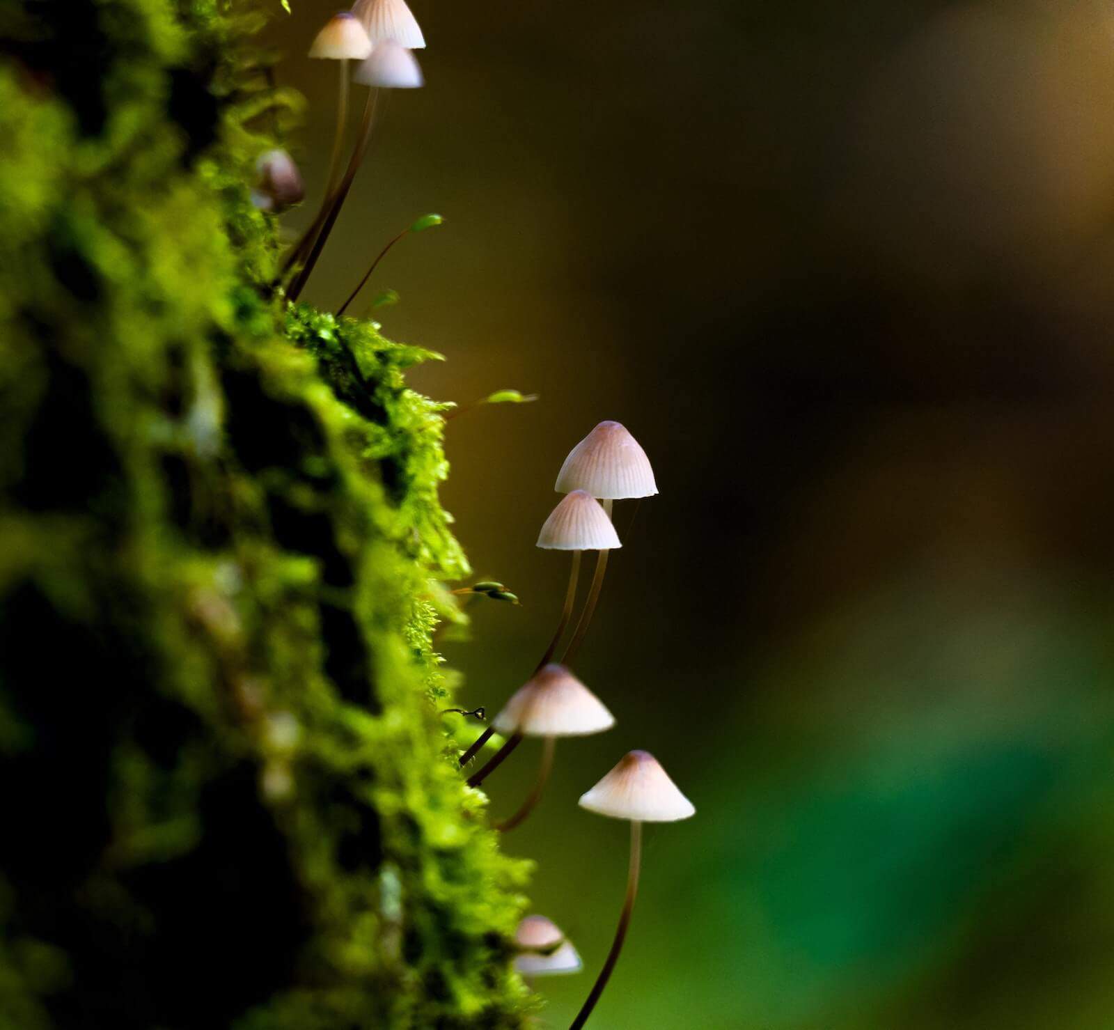 types of magic mushrooms