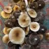 A cluster of Huautla mushrooms, varying in size, with brown and beige caps and gills on a vibrant cloth.